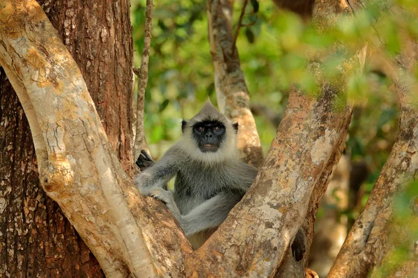 Macaco-lângur comum — Fotografia de Stock