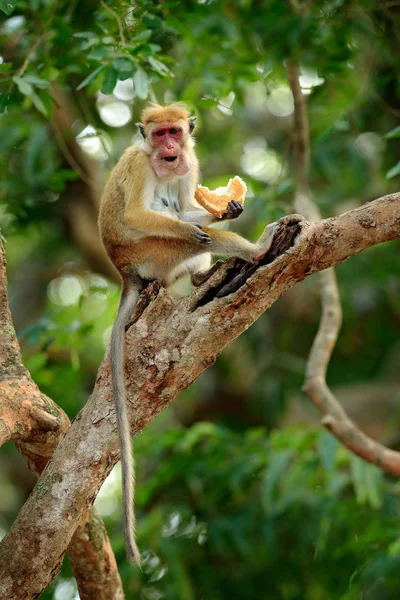 Toque macaque monkey — Stock Photo, Image
