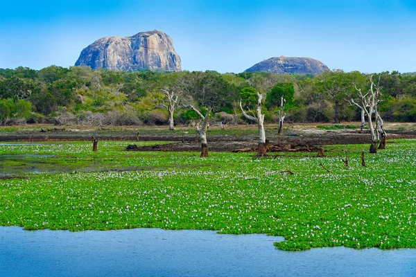 Parque Nacional de Yala — Foto de Stock