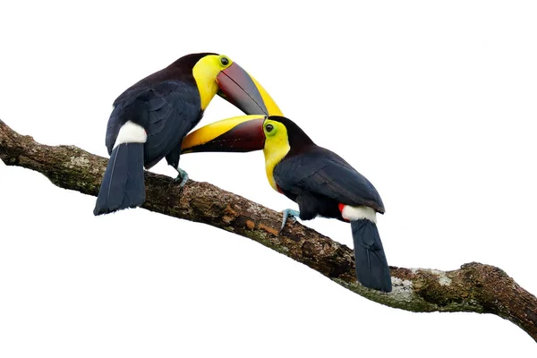 Toucans assis sur la branche — Photo