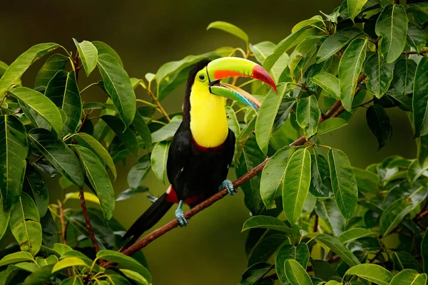 Toucan sitting on branch — Stock Photo, Image