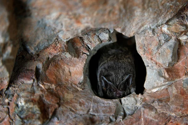 Batte de nuit dans la grotte — Photo