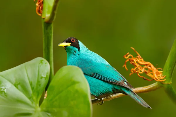 Retrato de bonito pájaro en hábitat . — Foto de Stock
