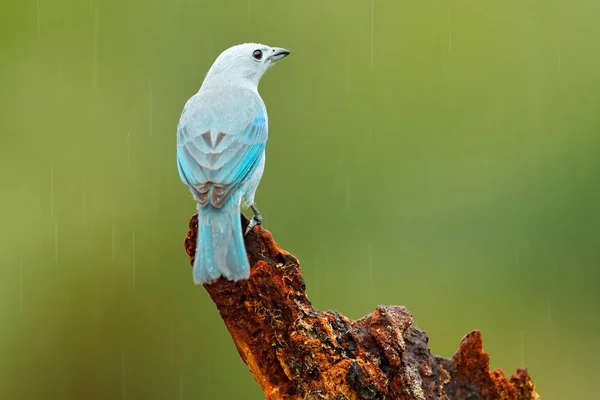Blauwgrijze Thraupidae — Stockfoto