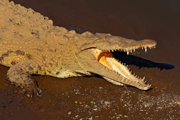 Американський диких Крокодил — стокове фото