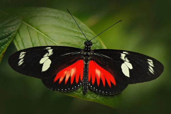 Siedząc na liście motyl — Zdjęcie stockowe