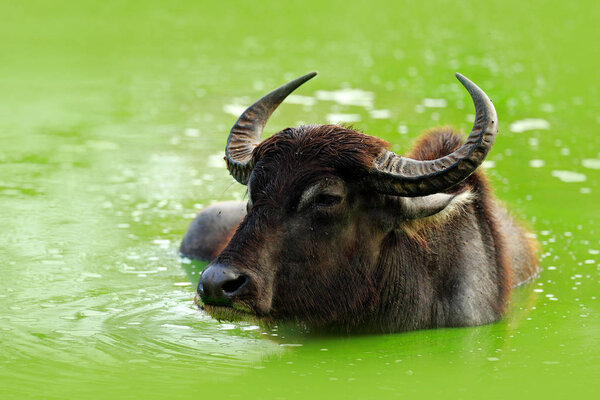 Bull swimming in lake