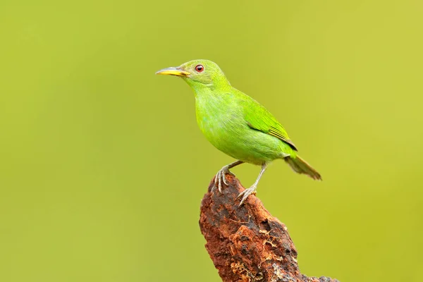 Vrouw van groene suikervogel — Stockfoto