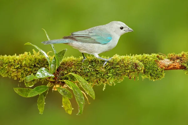 Blauwgrijze tangare vogel — Stockfoto