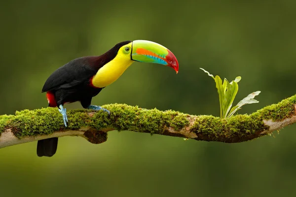 Tucano-de-bico-quilha — Fotografia de Stock