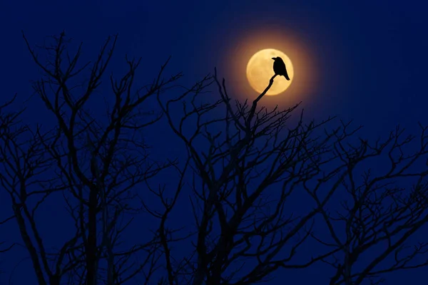 Bird with moon