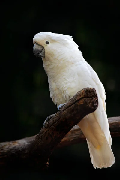 Ptak z Australii — Zdjęcie stockowe