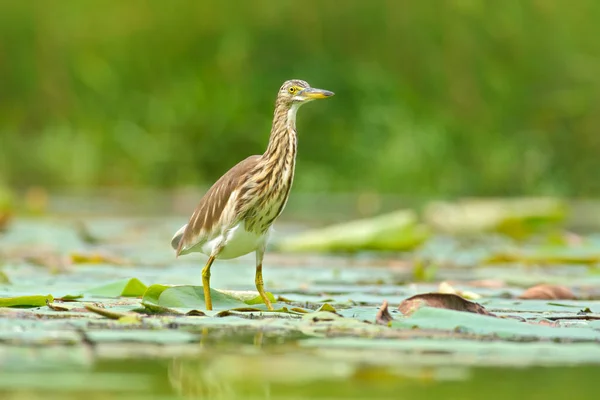 Garza de estanque india — Foto de Stock