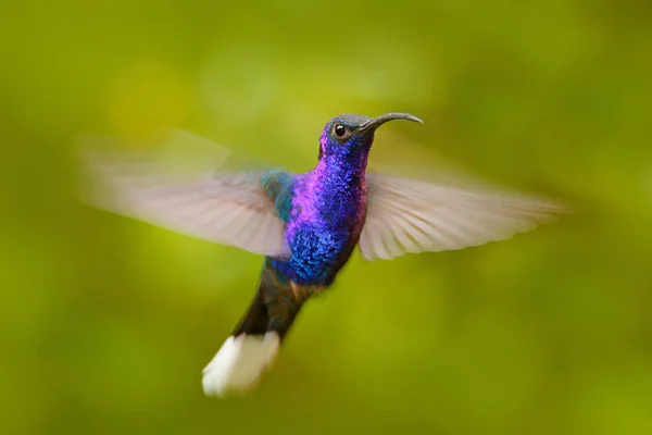 Koliber Ptak Violet Campylopterus — Zdjęcie stockowe