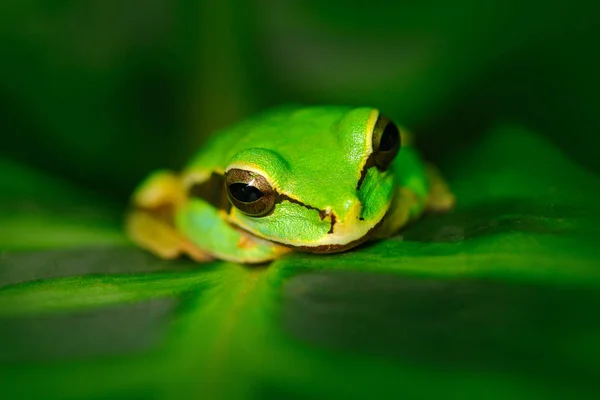 Žába v přírodní stanoviště. — Stock fotografie