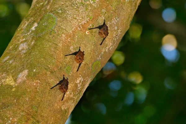Morcegos da floresta tropical — Fotografia de Stock