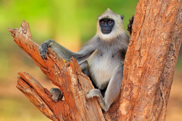 Scimmia comune Langur — Foto Stock