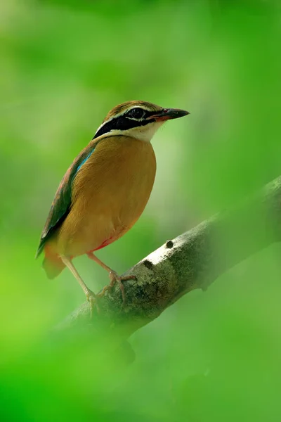 Seltener Vogel in grüner Vegetation — Stockfoto