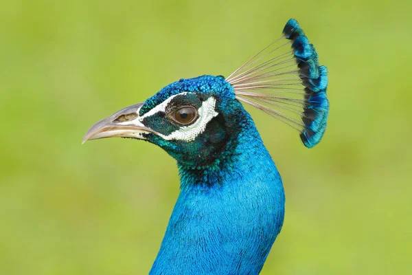美しい鳥の詳細肖像画. — ストック写真