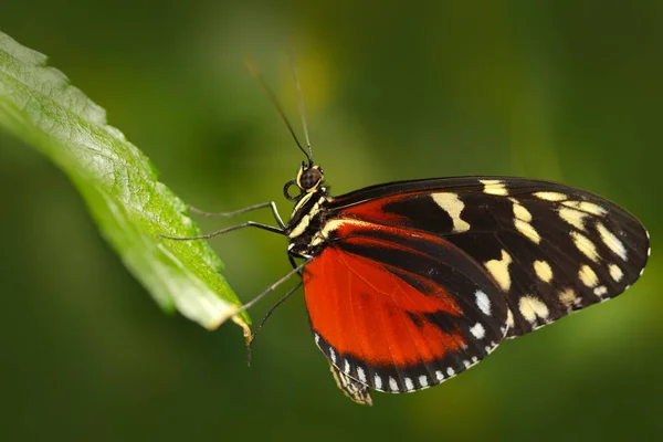 Borboleta sentada nas folhas — Fotografia de Stock