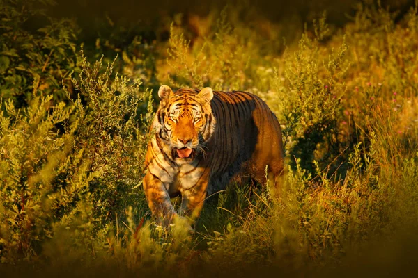 Szibériai tigris szép esti nap. — Stock Fotó