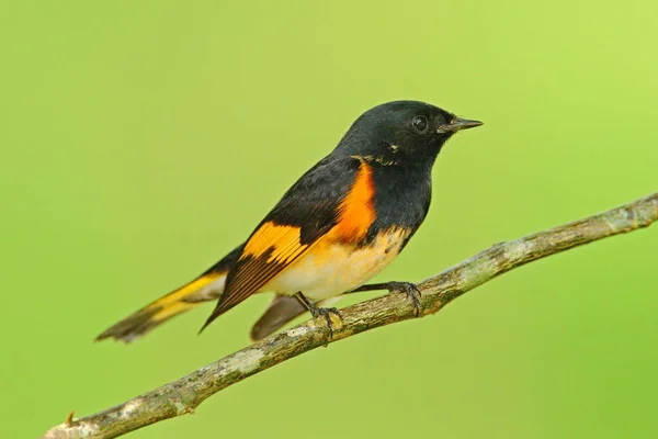 American redstart bird — Stock Photo, Image