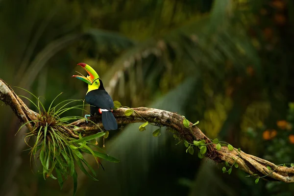 Uccello tucano dal becco di chiglia — Foto Stock