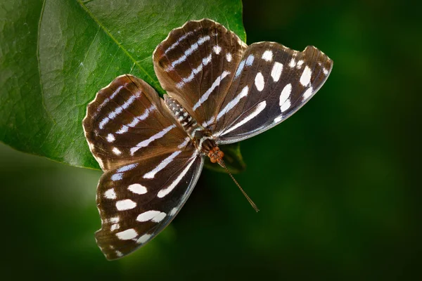 Красивая бабочка Metamorpha stelenes — стоковое фото