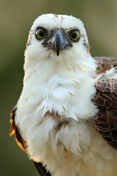Ragadozó madár-Osprey — Stock Fotó