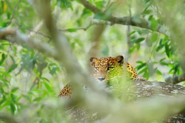 Sri Lankan leopard — Stock Photo, Image