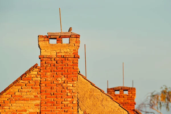 Eulenvogel — Stockfoto