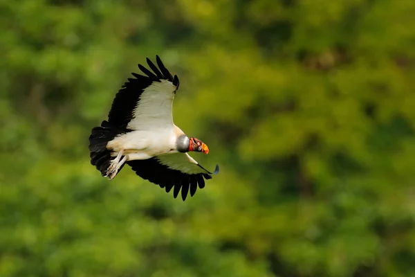 Sarcoramphus papai bird — Fotografia de Stock