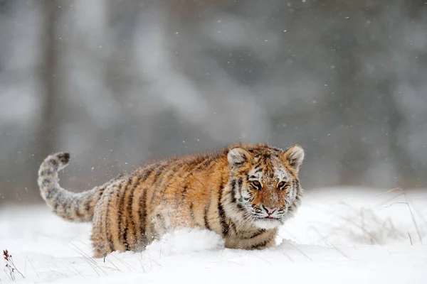 Tigre siberiano en bosque de nieve —  Fotos de Stock