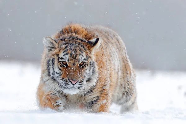 Sibirischer Tiger im Schneewald — Stockfoto