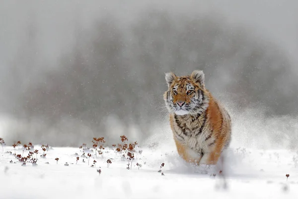 Сибірський тигр в лісі сніг — стокове фото