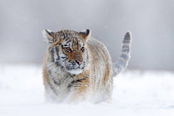 Siberian tiger in snow forest