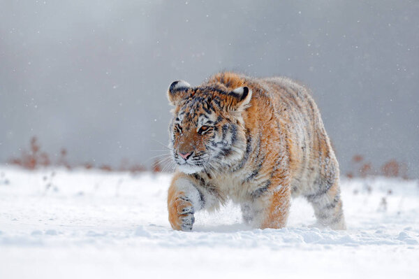 Siberian tiger in snow forest