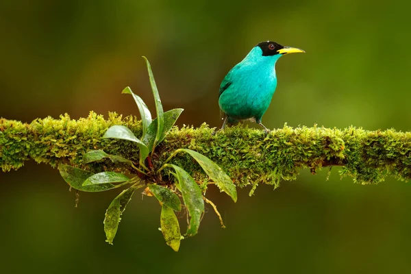 Pájaro trepador verde — Foto de Stock