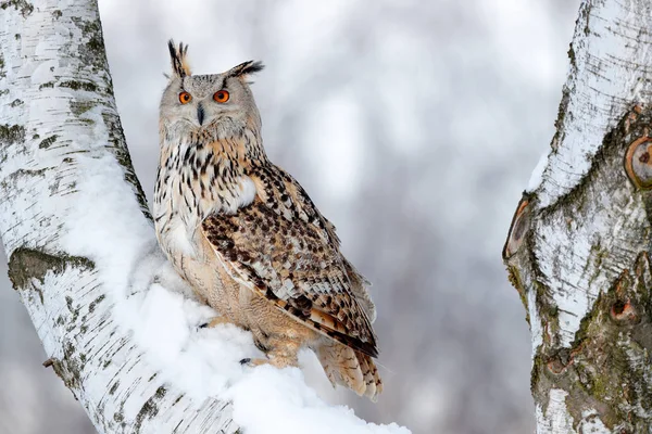 Big Eastern Siberian Eagle Owl — Stock Photo, Image