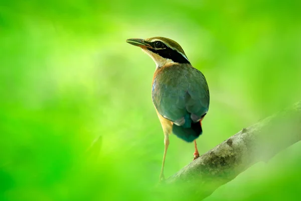 Indiase pitta vogel — Stockfoto