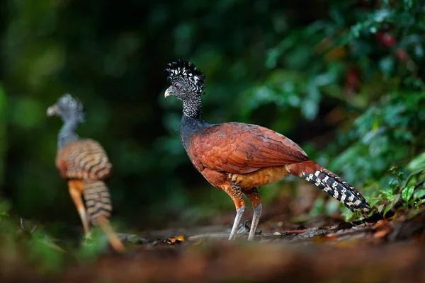 Portrait of Great Curassow birds — Stock Photo, Image