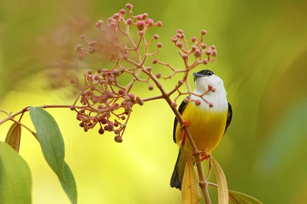White collared Manakin ptak — Zdjęcie stockowe