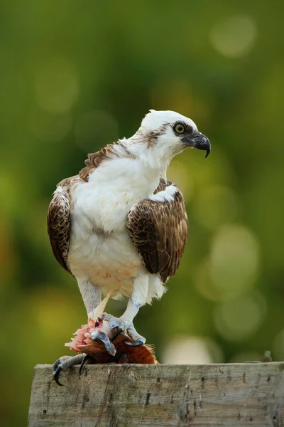 Osprey Хижий Птах — стокове фото
