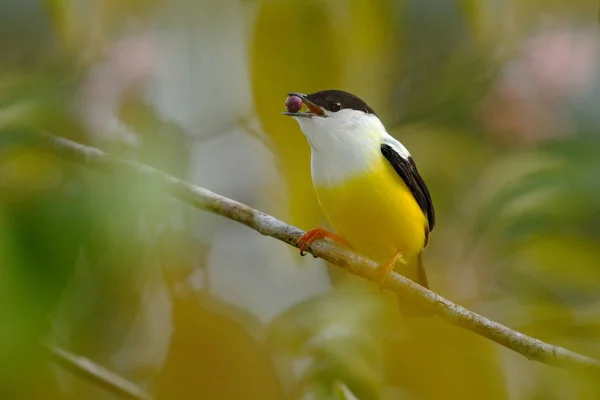 Άσπρο-collared Manakin πουλί — Φωτογραφία Αρχείου