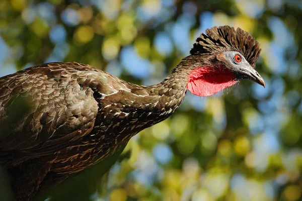 Uccello guan crestato — Foto Stock