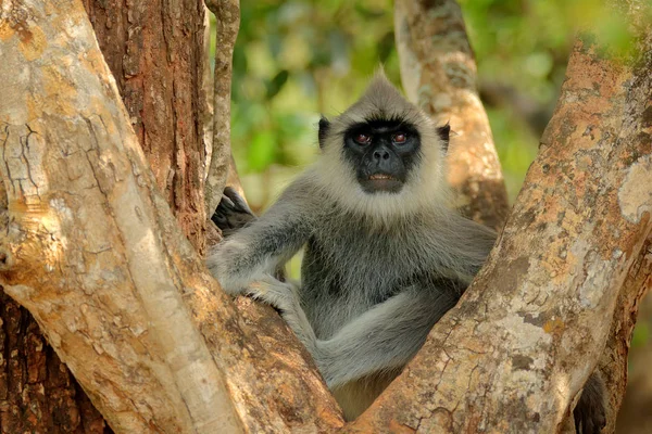 Ortak Langur maymun — Stok fotoğraf