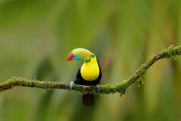 Pássaro tucano-de-bico-quilha — Fotografia de Stock