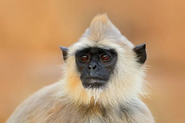 Macaco-lângur comum — Fotografia de Stock