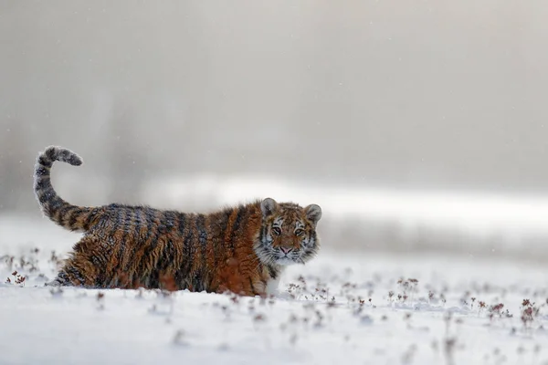 Siberian tiger in snow forest — Stock Photo, Image