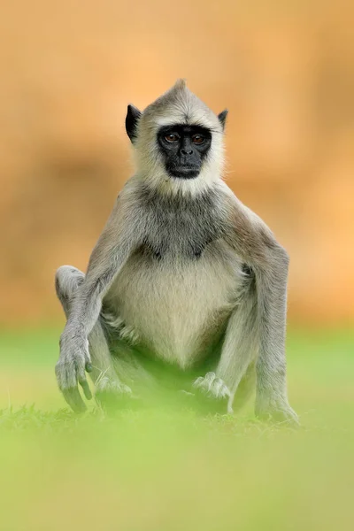 Közös Langur majom — Stock Fotó